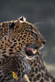 Leopard print from Samburu Game Reserve, Kenya, by Adam Jones.