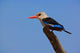 Grey-headed Kingfisher Poster Print by Adam Jones, vibrant wildlife art from Samburu Game Reserve, Kenya.