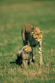 Cheetah with cub poster print in Masai Mara by Adam Jones.