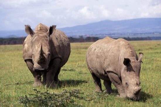 White Rhinoceros grazing at Lake Nakuru National Park Poster Print by Adam Jones
