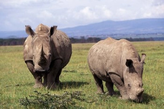 White Rhinoceros grazing in Lake Nakuru National Park Poster Print