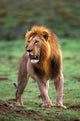 Adult male lion in Masai Mara Game Reserve poster print by Adam Jones.