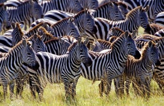Burchell's zebras in Masai Mara Game Reserve, Kenya poster print by Adam Jones