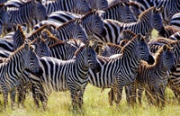 Burchell's zebras in Masai Mara Game Reserve, Kenya poster print by Adam Jones