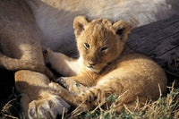 Six week old lion cub poster print by Adam Jones, showcasing wildlife beauty.