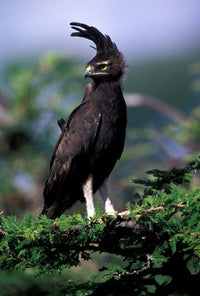 Kenya Long-crested Eagle Poster Print by Adam Jones featuring a majestic eagle in its natural habitat.