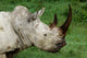 Head of a White Rhinoceros Art Print by Adam Jones, Lake Nakuru National Park