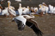 White Pelican birds in flight over Lake Nakuru, Kenya poster print by Adam Jones