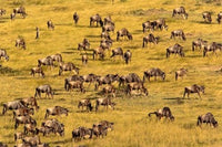 Wildebeest Migration Poster Print from Masai Mara Game Reserve, Kenya by Adam Jones.