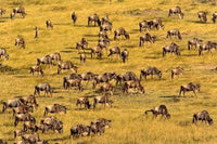 Wildebeest Migration Poster Print from Masai Mara Game Reserve, Kenya by Adam Jones
