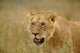 Lioness on the Hunt in Tall Grass - Masai Mara Game Reserve Poster Print by Adam Jones