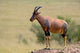 Topi antelope on a termite mound in Masai Mara, Kenya poster print by Adam Jones.