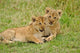 Playful lion cubs poster print from Masai Mara Game Reserve, Kenya by Adam Jones.