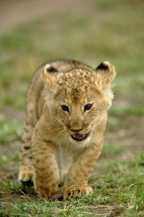 Young lion cub in Masai Mara Game Reserve, Kenya poster print by Adam Jones