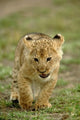 Young lion cub in Masai Mara Game Reserve, Kenya poster print by Adam Jones