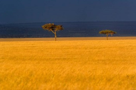 Tall Grass and Umbrella Thorn Acacia Poster Print showcasing the beauty of Masai Mara, Kenya.