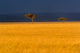 Tall Grass and Umbrella Thorn Acacia Poster Print showcasing the beauty of Masai Mara, Kenya.