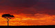 Umbrella Thorn Acacia against a red sky in Kenya poster print by Adam Jones