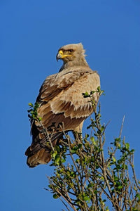 Tawny Eagle poster print by Adam Jones, Masai Mara Game Reserve, Kenya