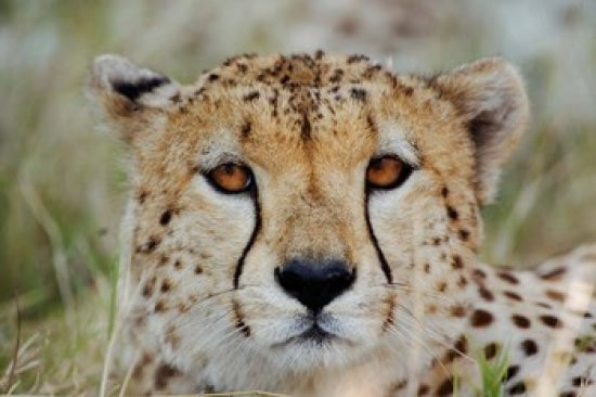Head of a Cheetah Poster Print from Masai Mara Game Reserve, Kenya by Adam Jones