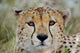Head of a Cheetah Poster Print from Masai Mara Game Reserve, Kenya by Adam Jones
