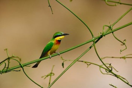 Tropical Bird Little Bee Eater Poster Print by Adam Jones showcasing vibrant colors and nature