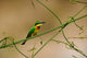 Tropical Bird Little Bee Eater Poster Print by Adam Jones showcasing vibrant colors and nature