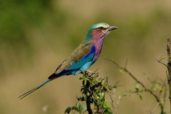Lilacbreasted Roller bird fine art print by Adam Jones showcasing vibrant colors.