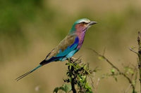Lilacbreasted Roller bird fine art print by Adam Jones showcasing vibrant colors.