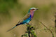 Lilacbreasted Roller bird fine art print by Adam Jones showcasing vibrant colors.