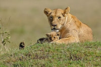 Lioness and cub at Masai Mara Game Reserve poster print by Adam Jones.