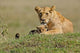Lioness and cub at Masai Mara Game Reserve poster print by Adam Jones.