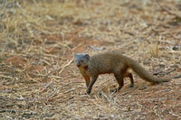 Dwarf Mongoose poster print from Samburu Game Reserve, Kenya by Adam Jones
