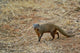 Dwarf Mongoose poster print from Samburu Game Reserve, Kenya by Adam Jones