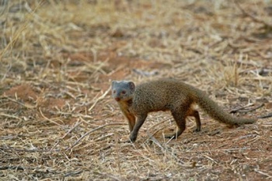 Dwarf Mongoose Poster Print from Samburu Game Reserve, Kenya by Adam Jones