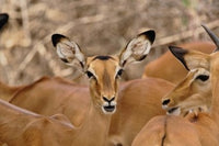 Female impala in Samburu Game Reserve poster print by Adam Jones.