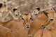 Female impala in Samburu Game Reserve poster print by Adam Jones.