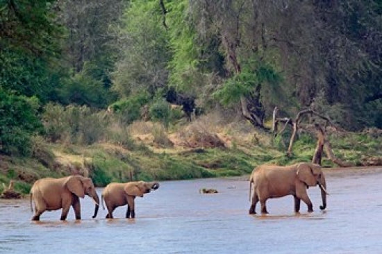 African Elephant Crossing Poster Print by Adam Jones showcasing elephants in Samburu Game Reserve, Kenya.