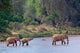African Elephant Crossing Poster Print by Adam Jones showcasing elephants in Samburu Game Reserve, Kenya.