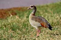 Egyptian Goose Poster Print from Samburu Game Reserve, Kenya