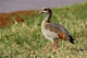 Egyptian Goose Poster Print from Samburu Game Reserve, Kenya