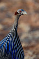 Vulturine Guinea Fowl Poster Print by Adam Jones from Samburu Game Reserve, Kenya.
