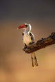 Red-billed Hornbill Poster Print from Samburu Game Reserve, Kenya by Adam Jones