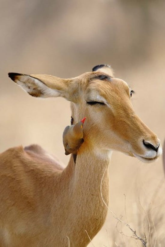 Impala with Red-billed Oxpecker in Samburu Game Reserve, Kenya poster print by Adam Jones.