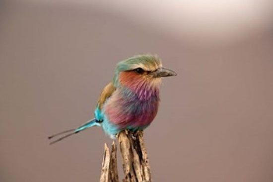 Lilac Breasted Roller bird poster print from Samburu Game Reserve, Kenya.