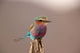 Lilac Breasted Roller bird poster print from Samburu Game Reserve, Kenya.