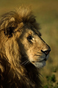 Majestic adult male lion poster print from Maasai Mara, Kenya.
