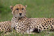 Cheetah resting in Maasai Mara, Kenya poster print by Adam Jones