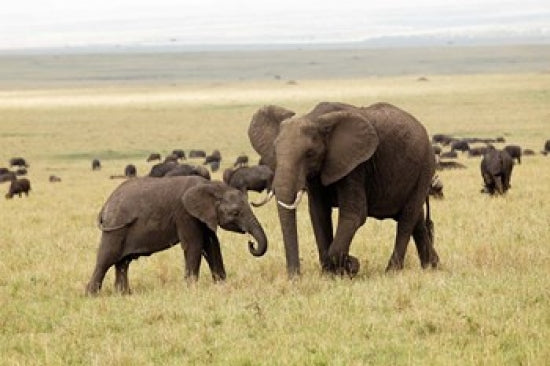 Herd of African elephants in the Maasai Mara, Kenya - Poster Print by Adam Jones
