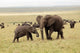 Herd of African elephants in the Maasai Mara, Kenya - Poster Print by Adam Jones
